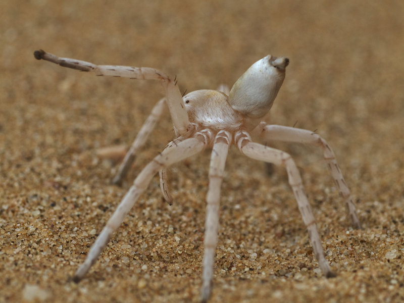 Swakopmund, Cartwheeling Spider